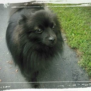 Meet your Posher, Gordon